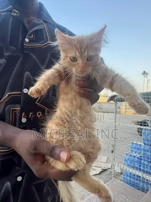 1-3 months Male Mixed Breed Turkish Angora
