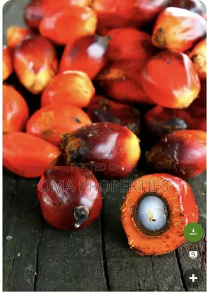 Palm Oil Investment