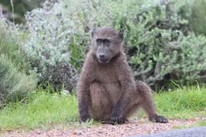 Baboon Monkey