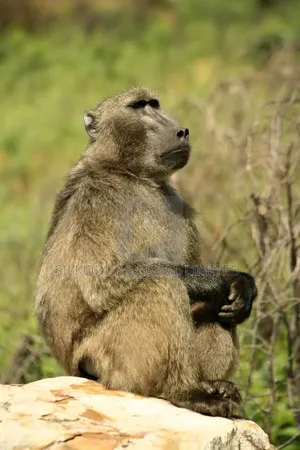 Baboon Monkey