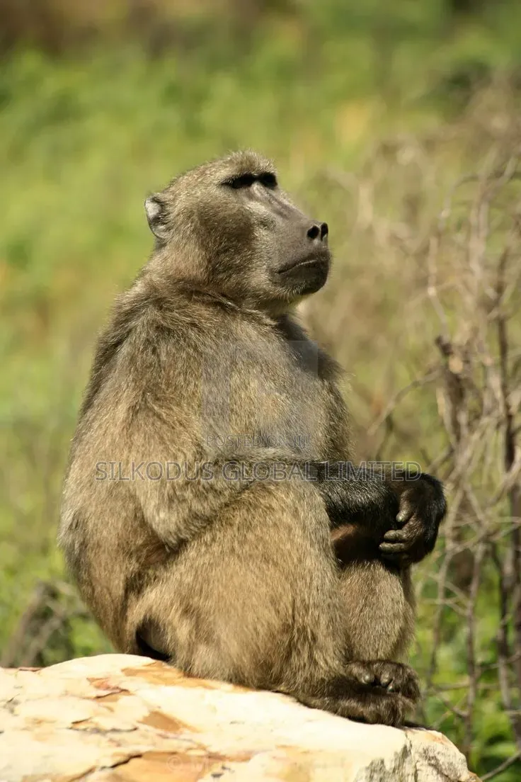 Baboon Monkey