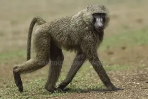 Baboon Monkey