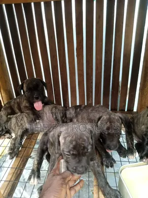 1-3 months Female Purebred Boerboel