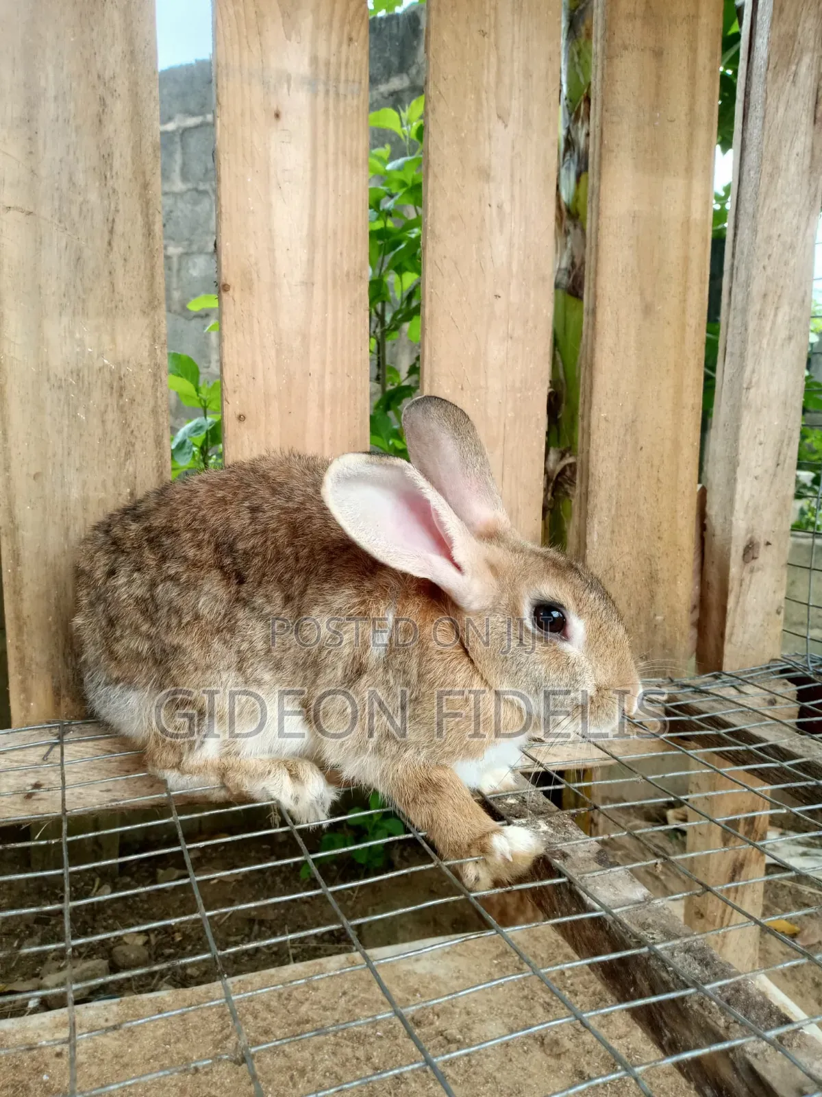 Matured Female Rabbits