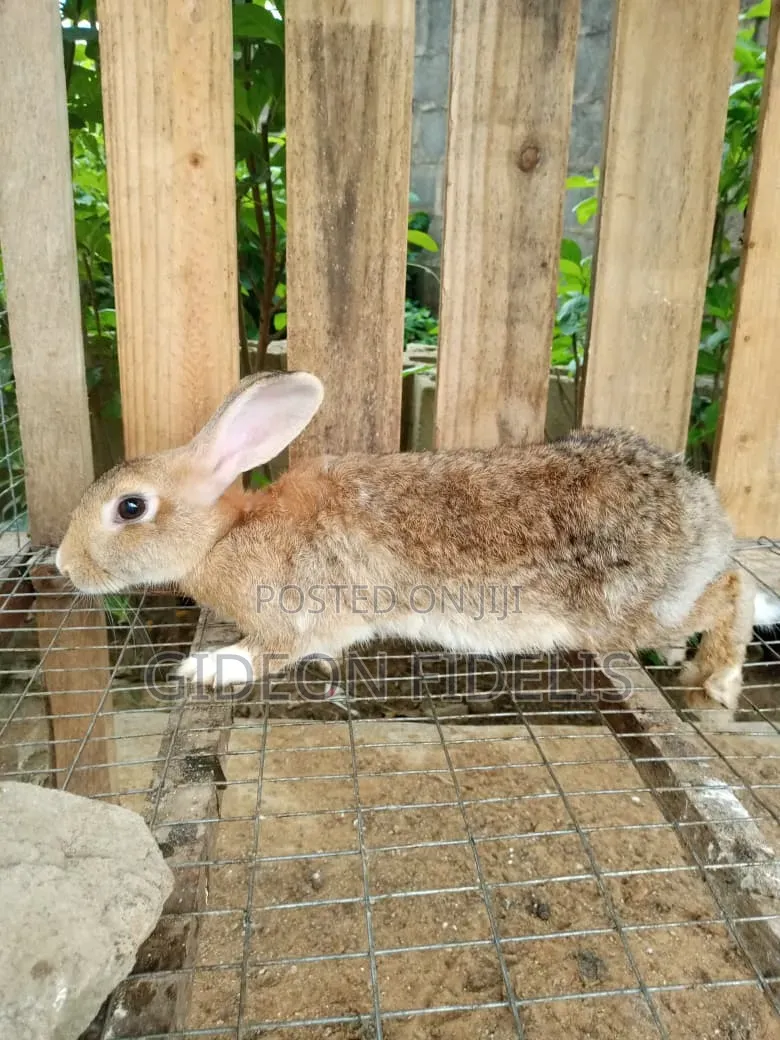 Matured Female Rabbits