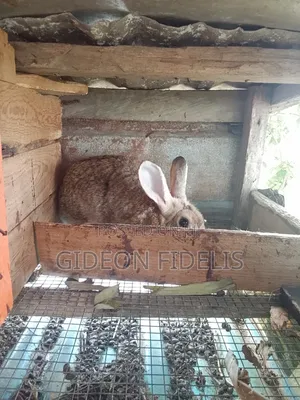 Matured Female Rabbits