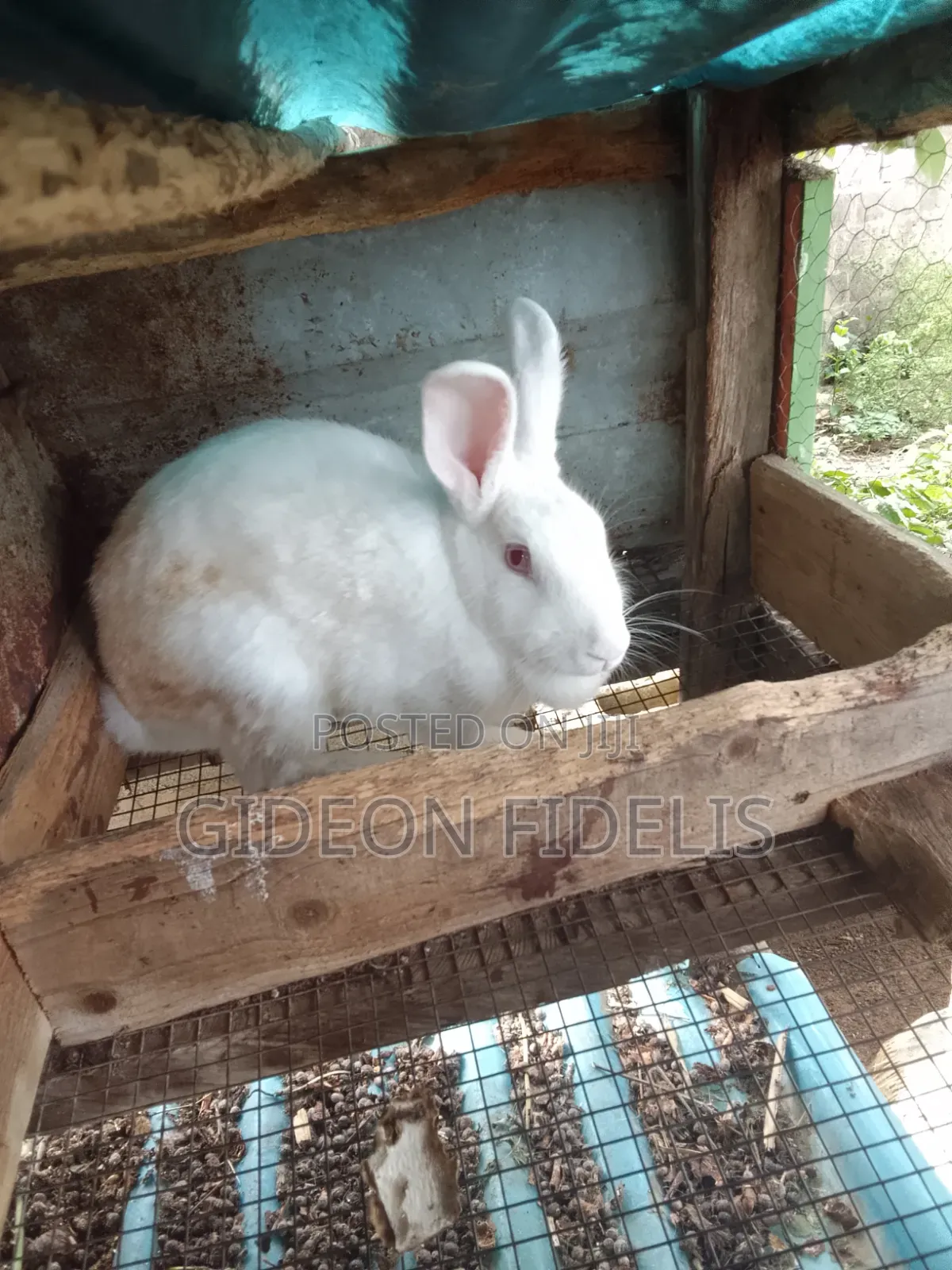 Matured Female Rabbits