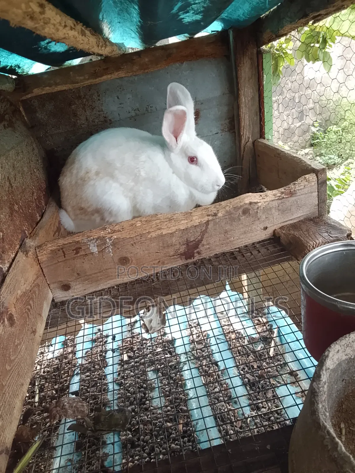 Matured Female Rabbits