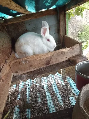 Matured Female Rabbits