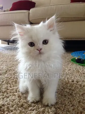 1-3 months Female Purebred Maine Coon