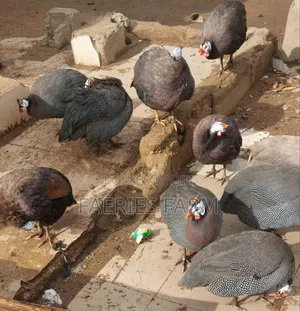 Belgium Guinea Fowl