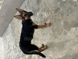 6-12 months Male Purebred German Shepherd