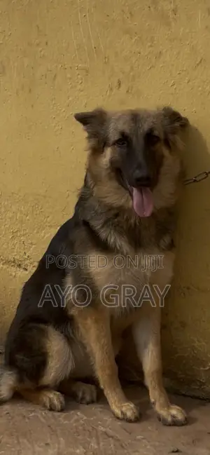 1+ year Female Purebred German Shepherd