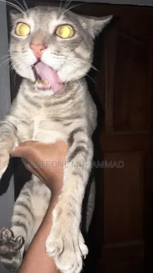 1+ year Male Mixed Breed Cat