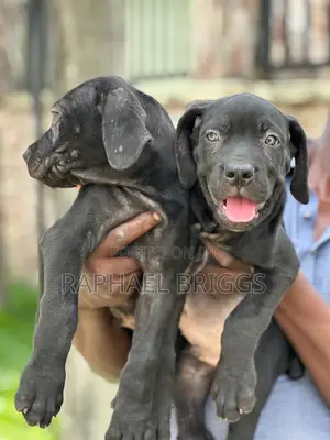 1-3 months Male Purebred Cane Corso