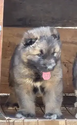 1-3 months Male Purebred Caucasian Shepherd