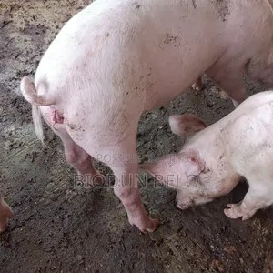 Live Pigs for Sale