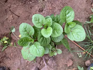Spinach Seedlings