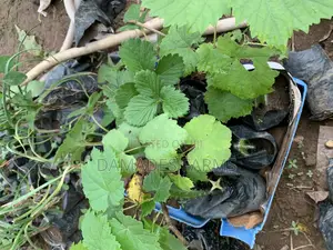 Grapevine Seedlings