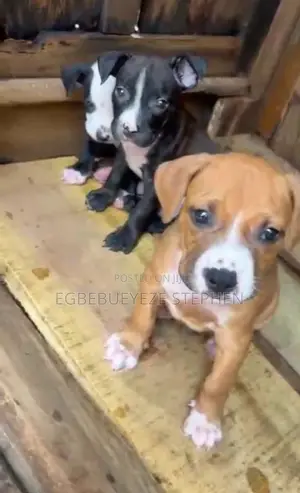 1-3 months Male Purebred American Pit Bull Terrier