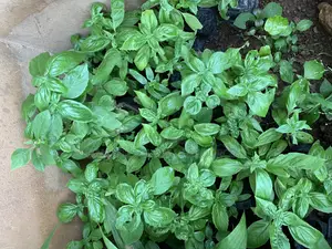 Sweet Basil Seedlings