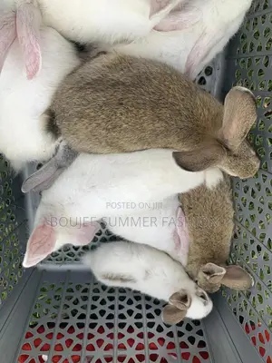 Male and Female Rabbits