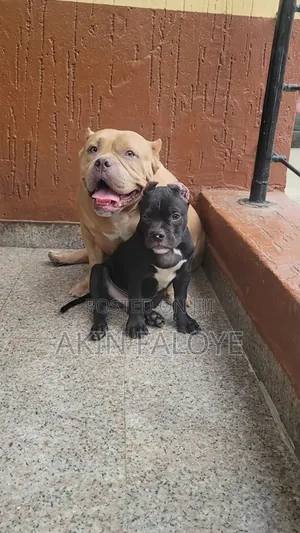 3-6 months Male Purebred American Bully