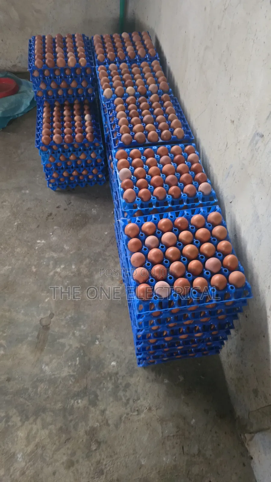 Fresh Eggs Available for 50 to 100 Create