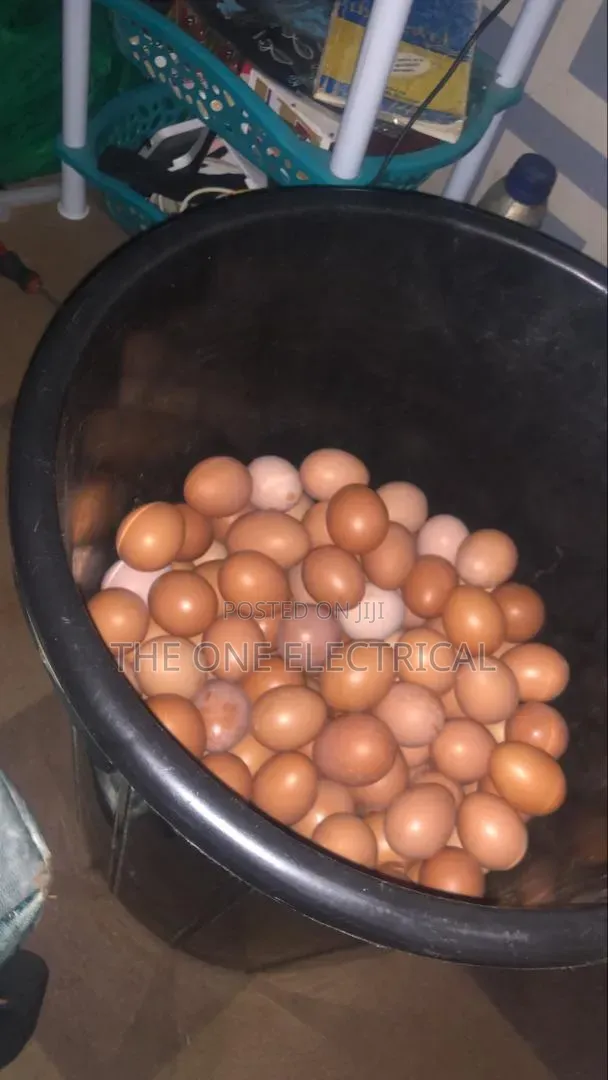 Fresh Eggs Available for 50 to 100 Create