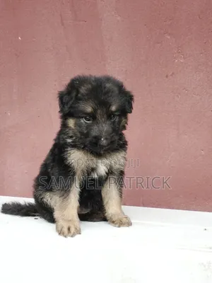 1-3 months Female Purebred German Shepherd