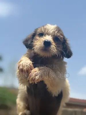 1-3 months Female Purebred Lhasa Apso