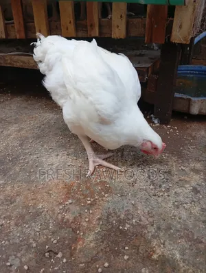 Broilers for Sale 8wks - 10wks
