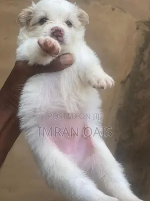 1-3 months Male Purebred American Eskimo