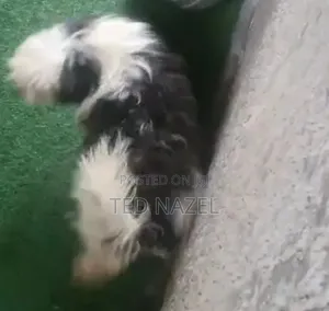 1+ year Male Purebred Lhasa Apso