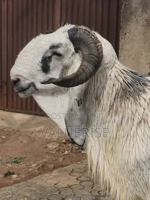 Ileya Ram Balami