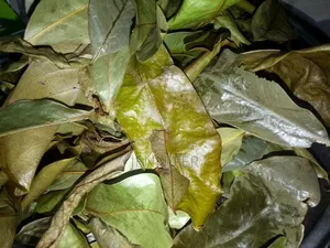 Soursop Leaves