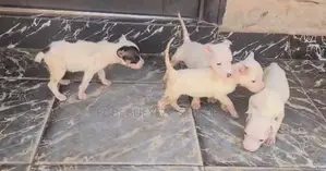 0-1 month Female Purebred American Pit Bull Terrier