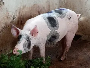 Boar for Sale.
