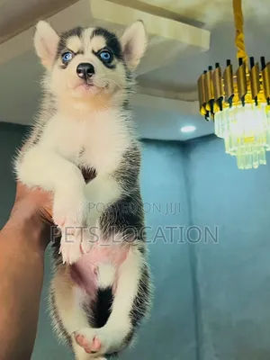 1-3 months Male Purebred Siberian Husky