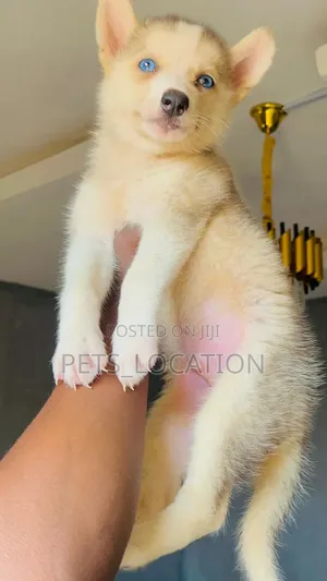 1-3 months Male Purebred Siberian Husky