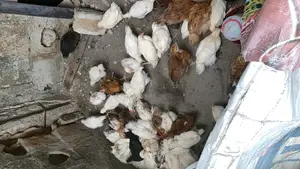 Healthy and Vaccinated 6weeks Birds.