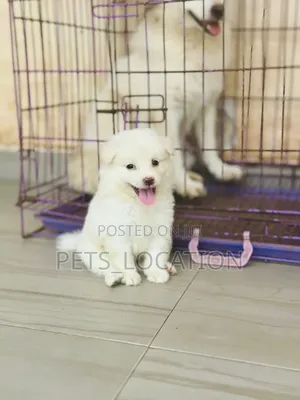 1-3 months Female Purebred American Eskimo