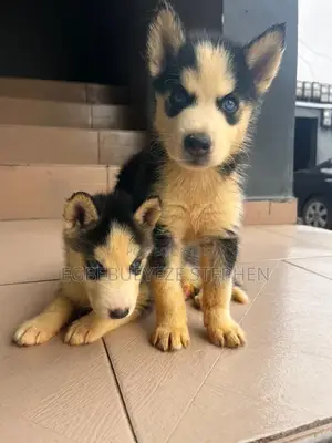 1-3 months Male Purebred Siberian Husky