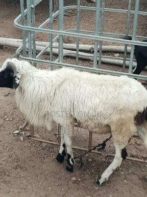 Kuru Ram for Se