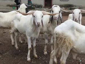 Ileya Ram Premium