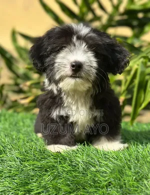 1-3 months Male Purebred Lhasa Apso