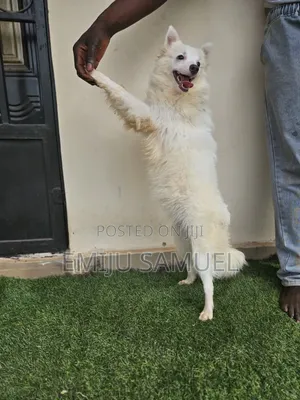 6-12 months Female Purebred American Eskimo