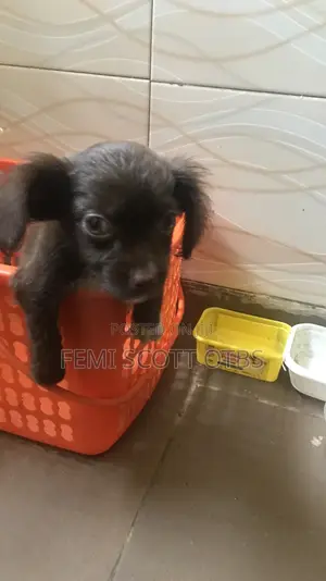 1-3 months Male Mixed Breed Chihuahua