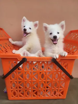 1-3 months Male Purebred American Eskimo