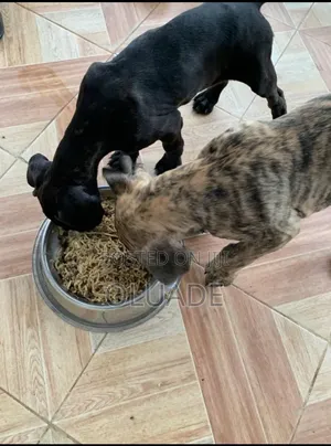 1-3 months Female Purebred Boerboel
